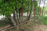 Campo na Vila Monteiro