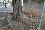 Kawai solicita a construção de calçada no Nova Piracicaba, a fim de evitar acidentes com pedestres