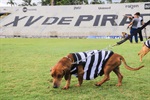 Atualmente, há cerca de 50 cães e 60 gatos no Núcleo de Bem-Estar Animal aguardando para serem adotado
