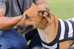 Kenai, Bambu, Brad, Soldado, Denver e Gui foram os seis cachorros escalados pelo Núcleo para estimular a adoção