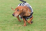 Kenai, Bambu, Brad, Soldado, Denver e Gui foram os seis cachorros escalados pelo Núcleo para estimular a adoção