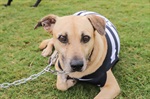 Kenai, Bambu, Brad, Soldado, Denver e Gui foram os seis cachorros escalados pelo Núcleo para estimular a adoção