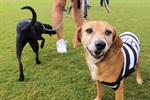 Kenai, Bambu, Brad, Soldado, Denver e Gui foram os seis cachorros escalados pelo Núcleo para estimular a adoção