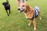 Kenai, Bambu, Brad, Soldado, Denver e Gui foram os seis cachorros escalados pelo Núcleo para estimular a adoção