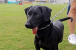 Kenai, Bambu, Brad, Soldado, Denver e Gui foram os seis cachorros escalados pelo Núcleo para estimular a adoção