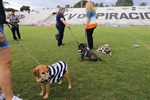Kenai, Bambu, Brad, Soldado, Denver e Gui foram os seis cachorros escalados pelo Núcleo para estimular a adoção