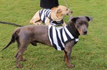 Kenai, Bambu, Brad, Soldado, Denver e Gui foram os seis cachorros escalados pelo Núcleo para estimular a adoção