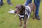 Kenai, Bambu, Brad, Soldado, Denver e Gui foram os seis cachorros escalados pelo Núcleo para estimular a adoção