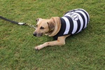 Kenai, Bambu, Brad, Soldado, Denver e Gui foram os seis cachorros escalados pelo Núcleo para estimular a adoção