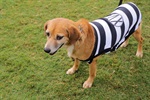Kenai, Bambu, Brad, Soldado, Denver e Gui foram os seis cachorros escalados pelo Núcleo para estimular a adoção