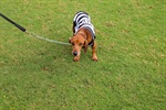 Kenai, Bambu, Brad, Soldado, Denver e Gui foram os seis cachorros escalados pelo Núcleo para estimular a adoção