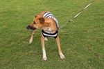 Kenai, Bambu, Brad, Soldado, Denver e Gui foram os seis cachorros escalados pelo Núcleo para estimular a adoção