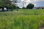 Corte de mato em área verde é solicitada em Santa Teresinha