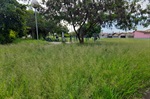 Corte de mato em área verde é solicitada em Santa Teresinha