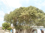 Árvores causam problemas na Rua Vitorio Senedese