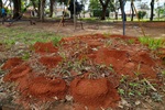 Vereador solicita limpeza e controle de pragas em parque infantil do Alvorada