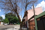 Árvore seca motivou reclamação de moradora da rua Hélio Jorge Viccino