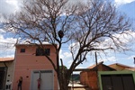 Árvore seca motivou reclamação de moradora da rua Hélio Jorge Viccino