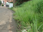 Vereador também cobra o corte do mato que cresce em áreas no entorno da rua