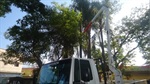 Sedema atende pedido de Gilmar Rotta e poda árvore na Praça Takaki 