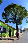 Árvore rua José Vicente Pedreira