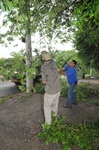 Funcionários da Prefeitura fizeram a poda das árvores no entorno da escola