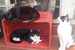Aproximadamente 100 gatos permanecem aos cuidados da entidade em seu abrigo