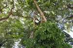 Tozão encaminha ofício para poda de árvores no Nova Piracicaba