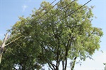 Tozão encaminha ofício para poda de árvores no Nova Piracicaba