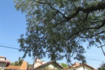 Árvores do bairro Santa Rosa necessitam de podas
