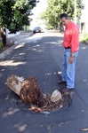 Tronco de árvore é utilizado para sinalizar buraco na rua São Cristóvão.