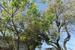 Árvores do bairro Paulista que necessitam de podas