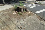 Sedema retira tronco de árvore no bairro Vila Rezende