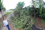 Árvore caída na travessa 1 da rua Batista Formaggio, no Dois Córregos.