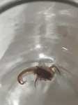 Escorpião encontrado em casas vizinhas ao terreno