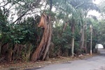 Foto mostra como estavam as árvores antes de o pedido de Kawai ser atendido pela CPFL