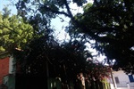 Foto mostra como ficaram as árvores após o pedido de Kawai ser atendido pela CPFL