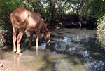 Animais saciam a sede nas águas turvas pela poluição