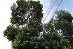 De acordo com moradores, em dias chuvosos a árvore balança muito e as folhas entopem a calha, além de enroscar na fiação de energia elétrica