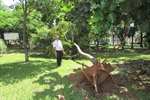 Em indicação, Tozão também pede a retirada de árvore caída