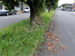 Toda a extensão da avenida Orlândia, no bairro taquaral precisa de capinação, retirada de lixo e entulho 