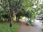 Rua Ochoa, no bairro São Francisco precisa de retirada e recolha de árvores e galhos caídos na via 
